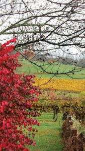 An autumn photo of a vineyard